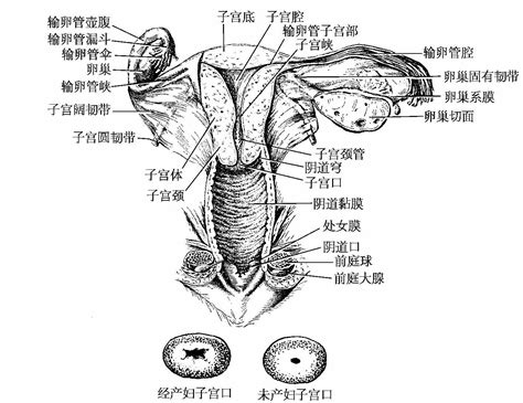 女性私处|解剖学高清图谱 女性生殖系统